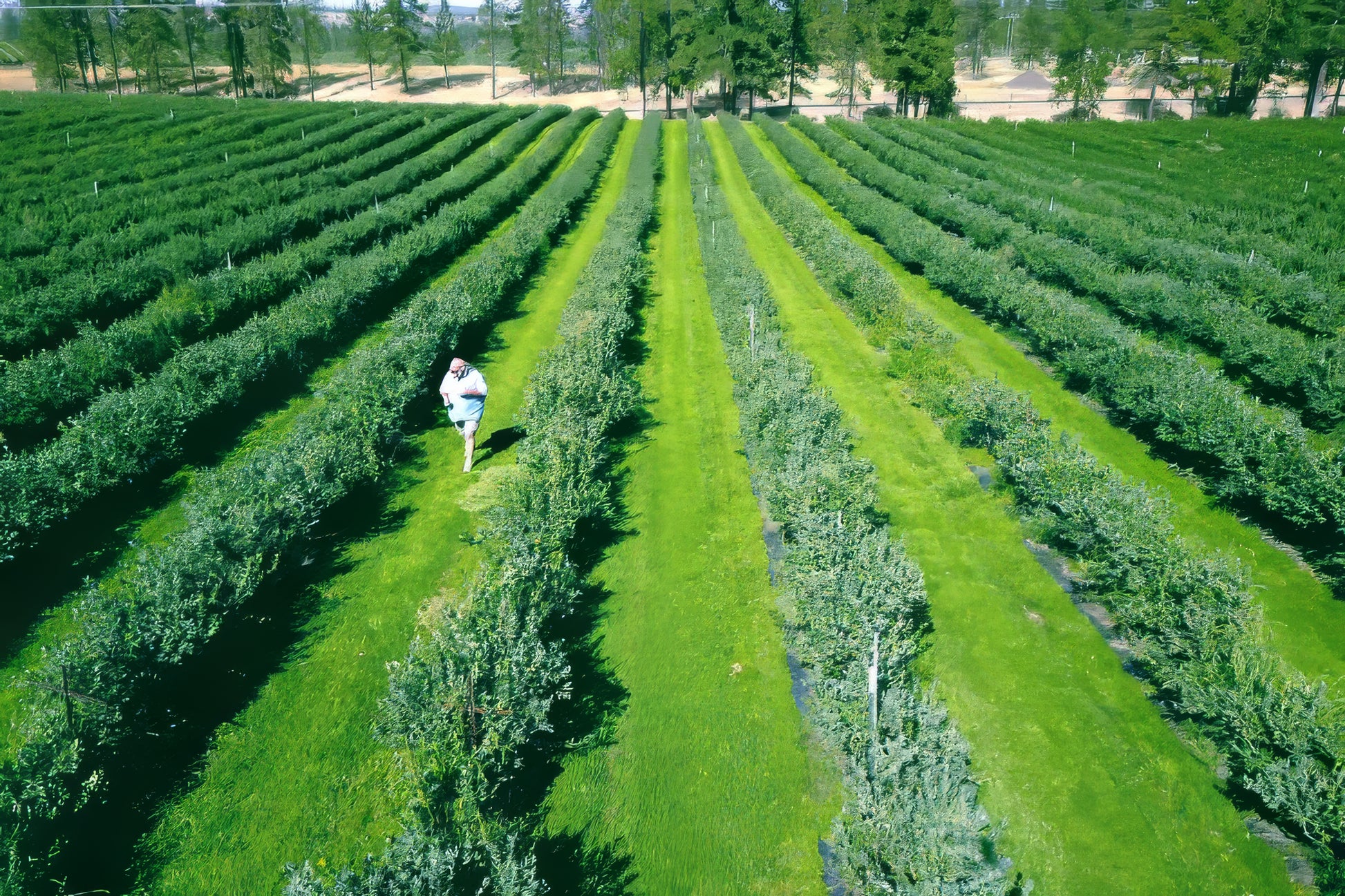 A person walking through a large field of southern highbush blueberry bushes in  rows stretching into the distance.