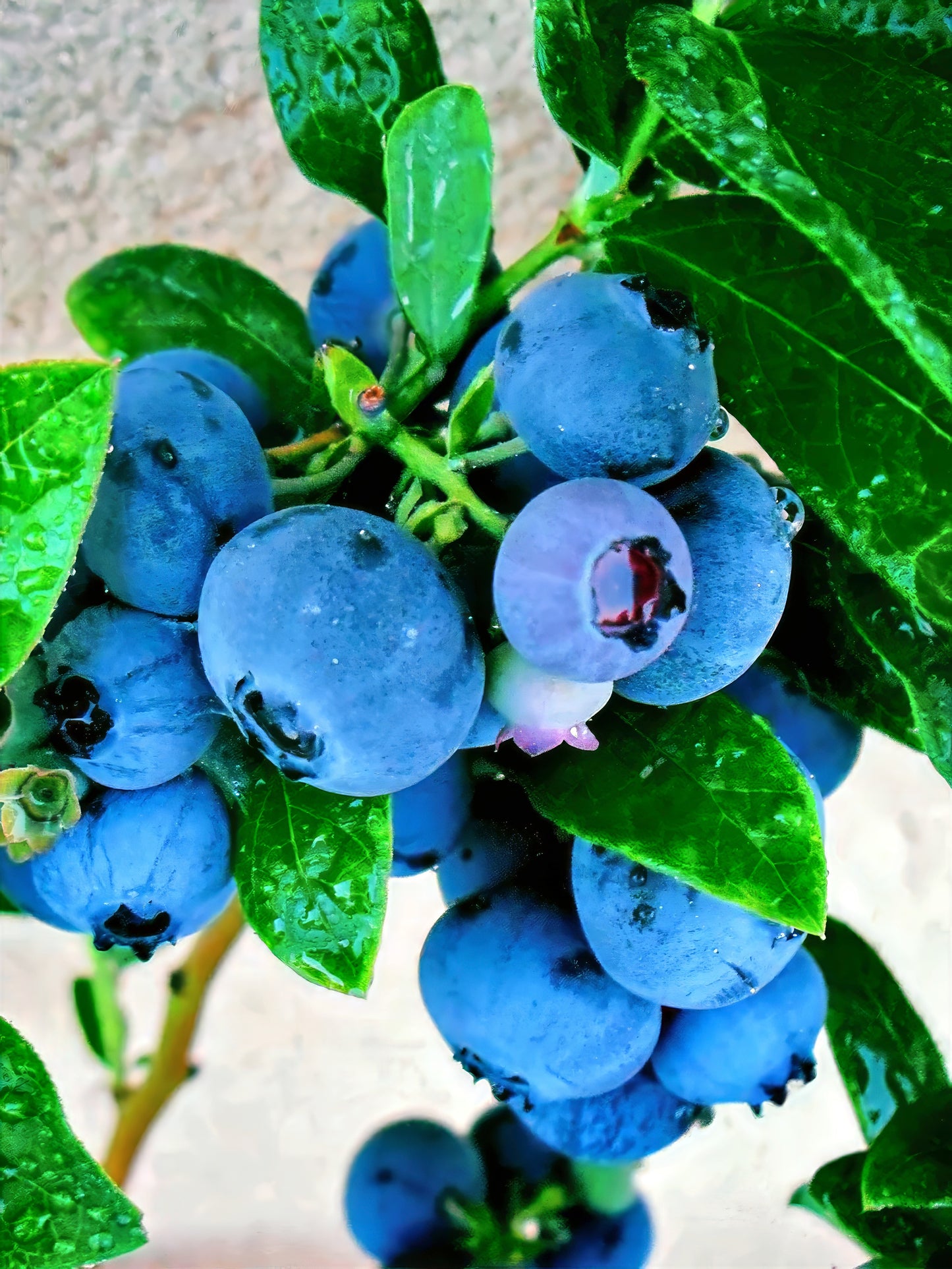 Close-up of highbush blueberries with green leaves on a blurred background