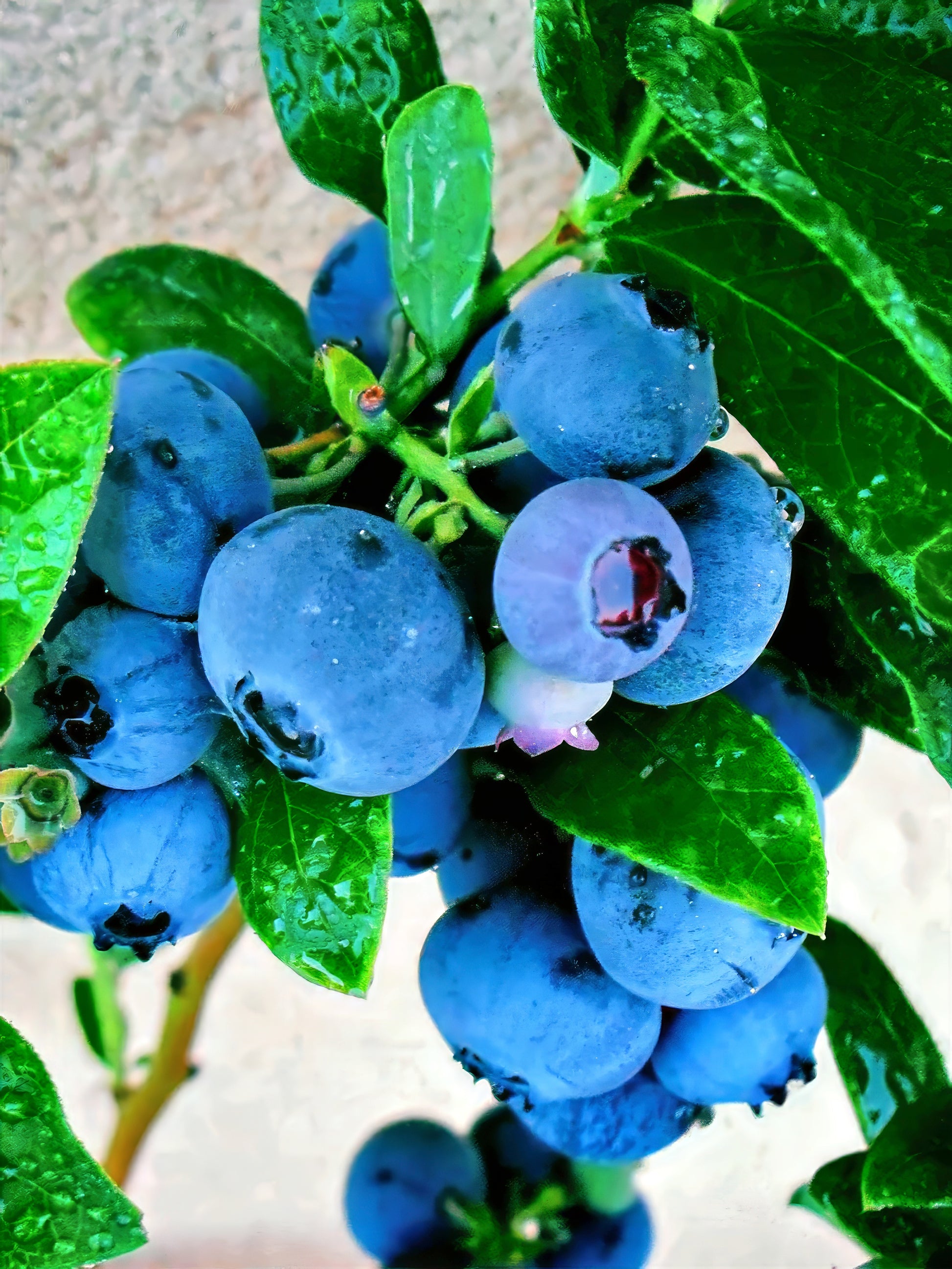 Close-up of highbush blueberries with green leaves on a blurred background