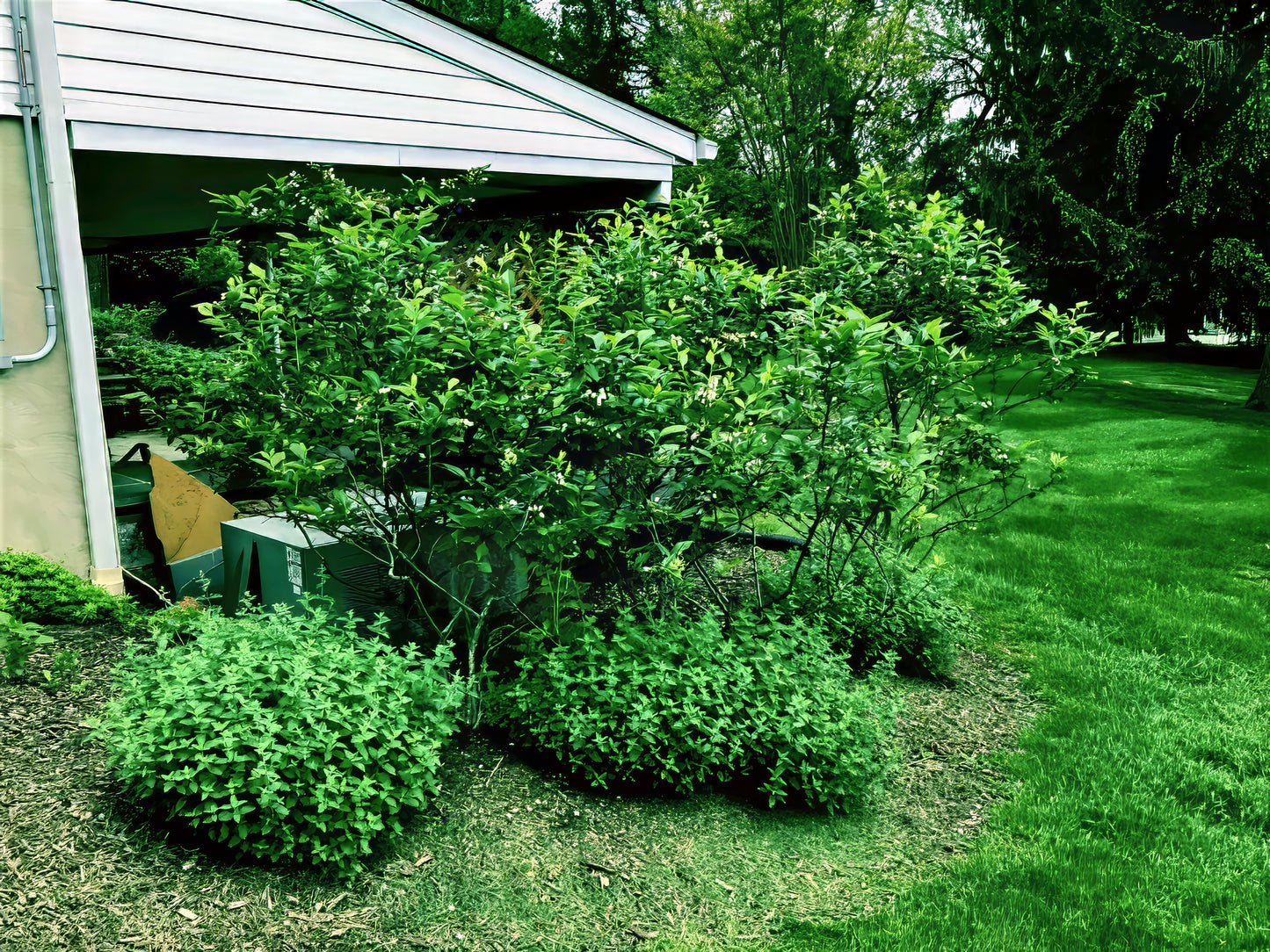 Green Highbush blueberry shrubs in a garden area with a house in the background