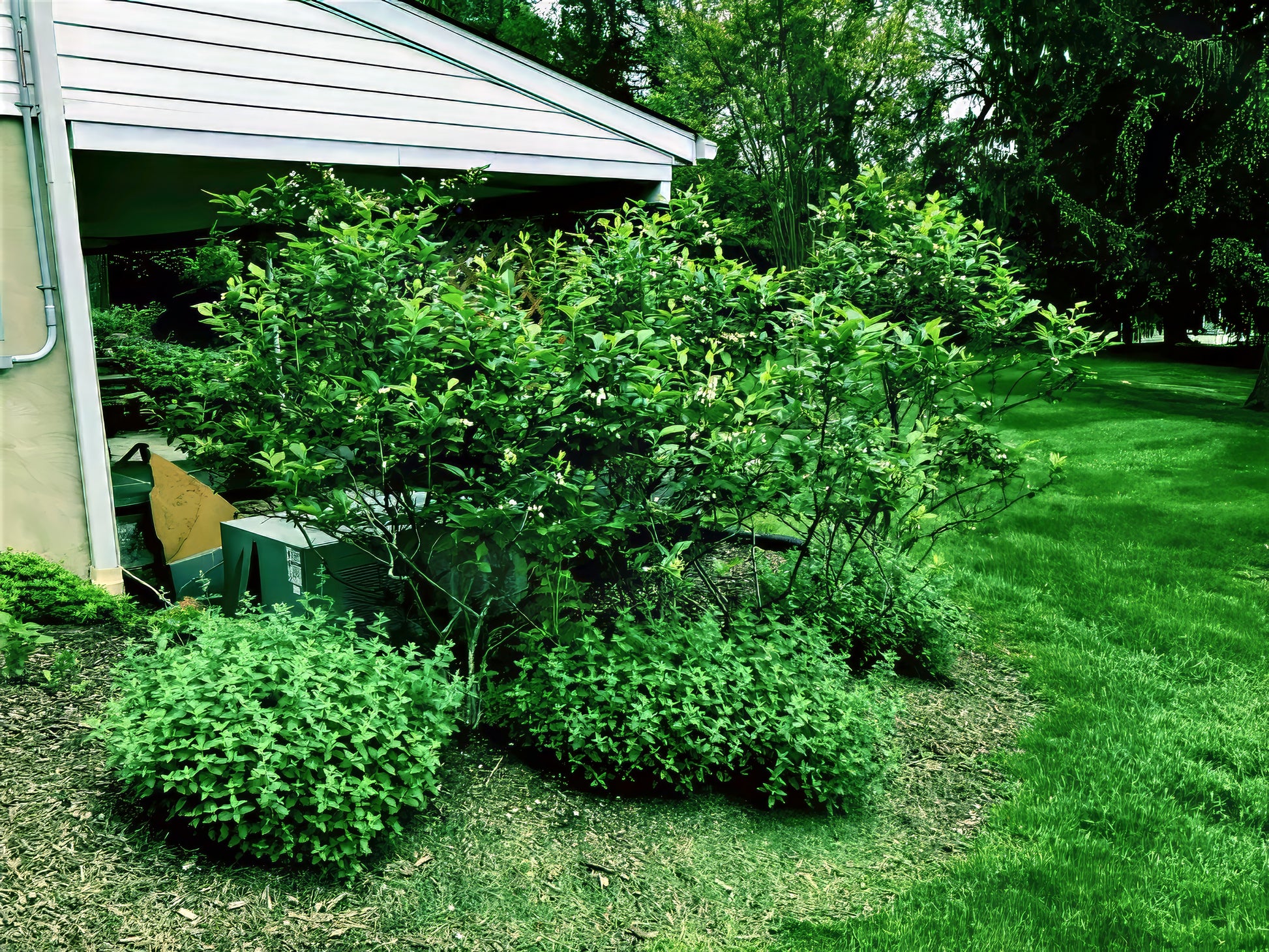 Green Highbush blueberry shrubs in a garden area with a house in the background