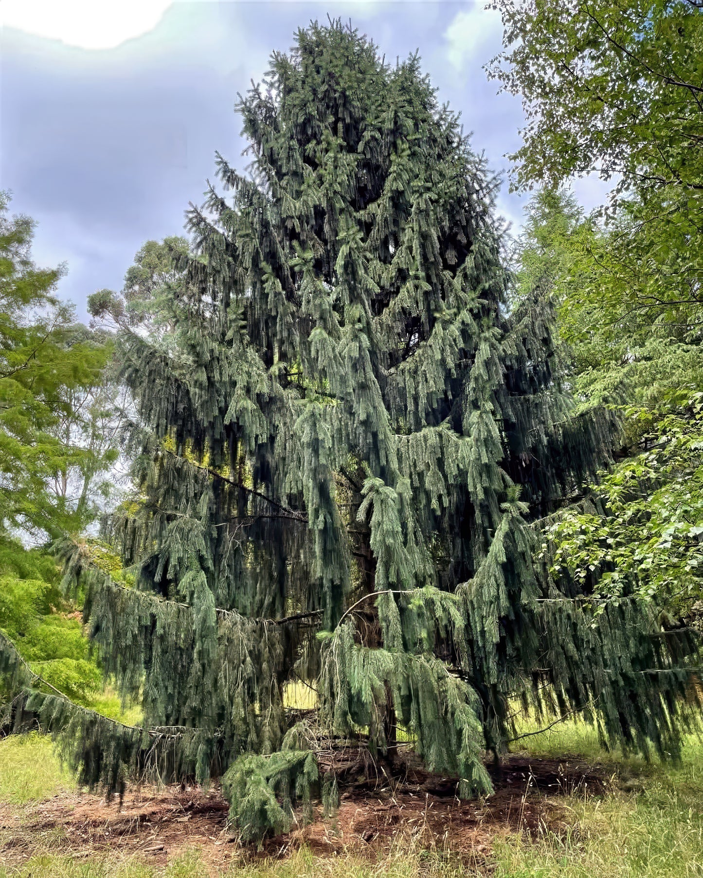 Tall evergreen Himalayan Spruce tree in a forest setting with a clear sky.