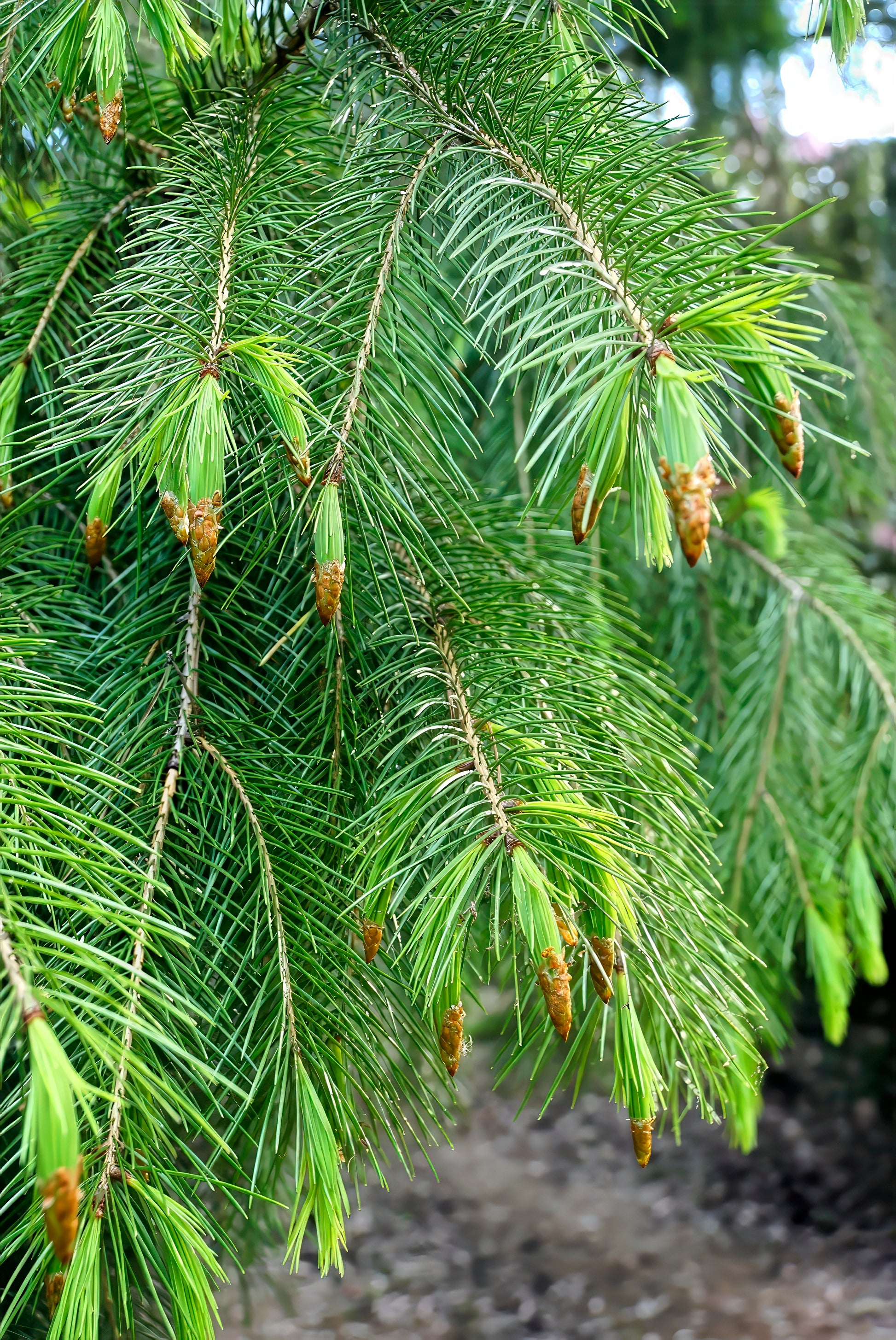 Close-up of a Himalayan Spruce branch with green needles and small cones.