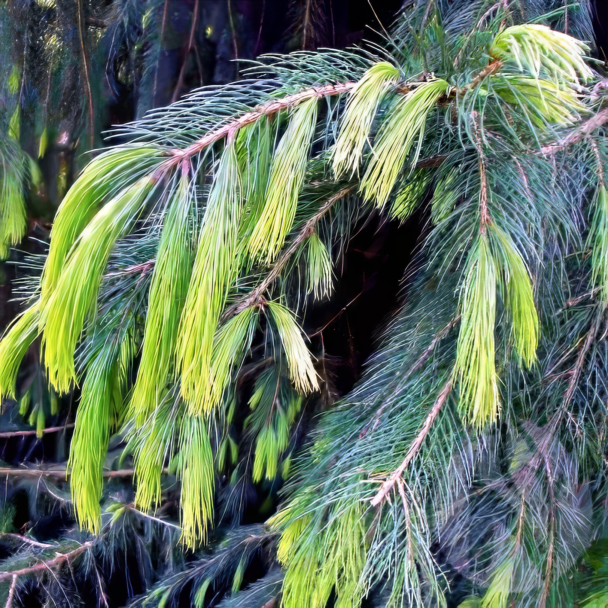 Close-up of a Himalayan Spruce tree branch with green needles against a dark background. (Picea smithiana)