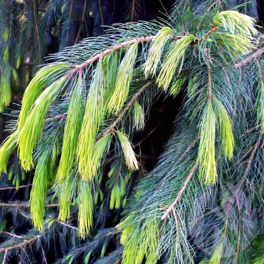 Close-up of a Himalayan Spruce tree branch with green needles against a dark background. (Picea smithiana)
