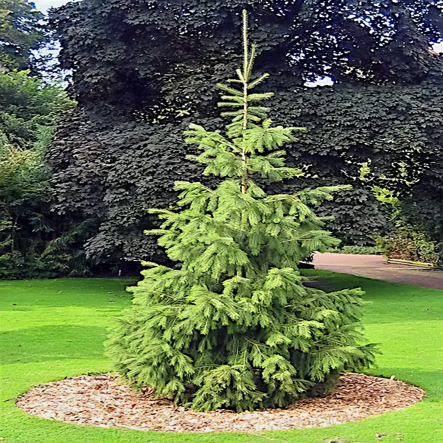 Tall green coniferous Himalayan Spruce tree in a garden setting with grass and other trees in the background.