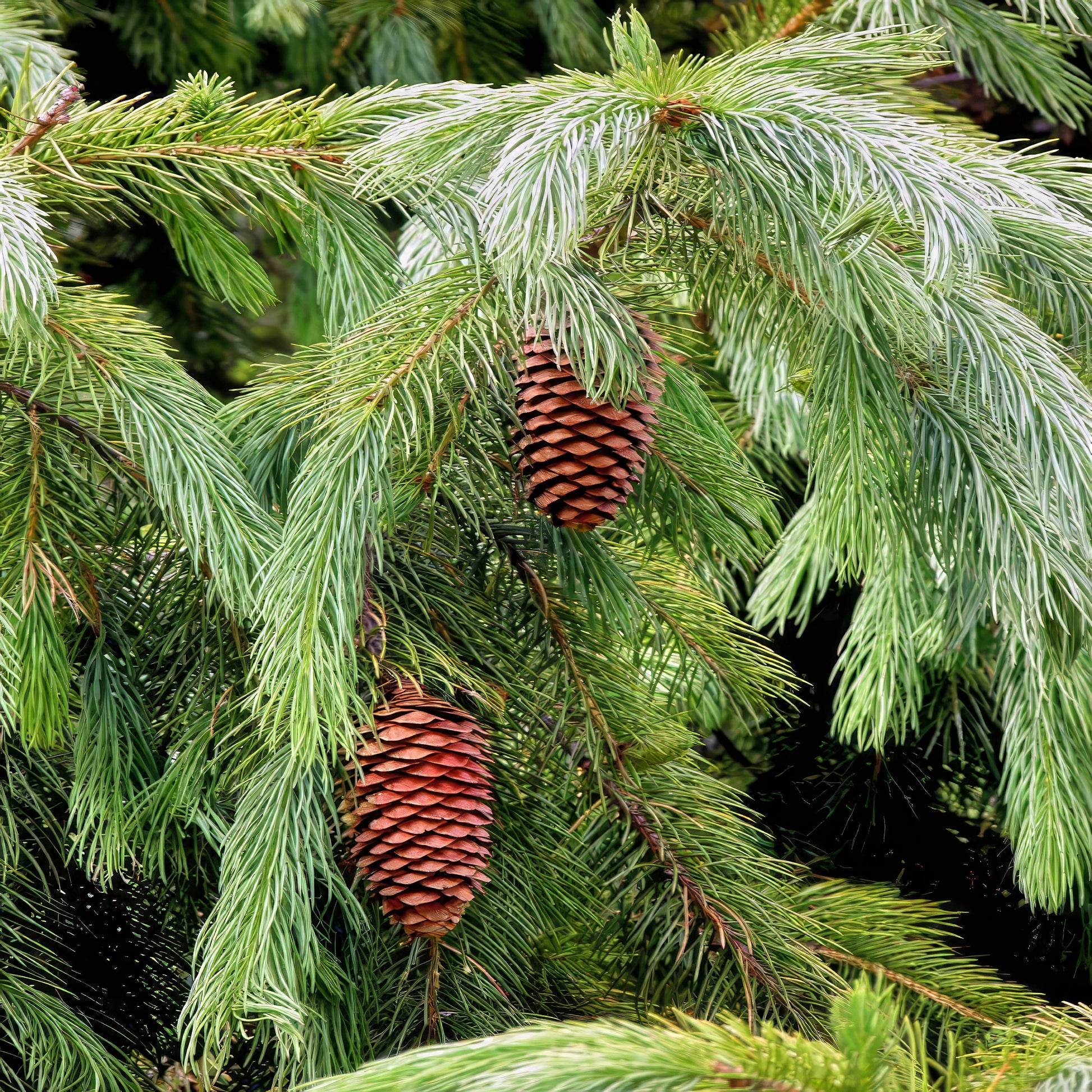Two pine cones hanging from a Himalayan Spruce tree branch. (Picea smithiana)