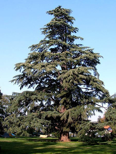 Large evergreen Himalayan Spruce tree in a park with a clear blue sky.