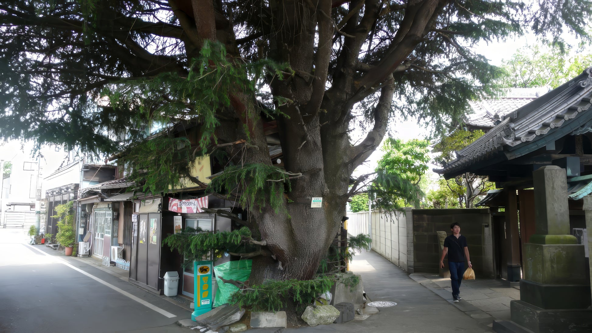 Street scene with a large Himalayan Spruce tree and traditional building in Japan. (Picea smithiana)