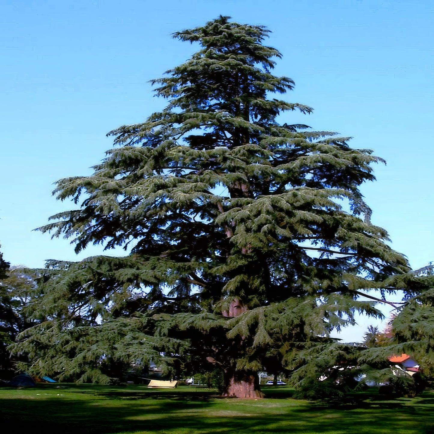 Large evergreen Himalayan Spruce tree in a park with clear blue sky. (Picea smithiana)