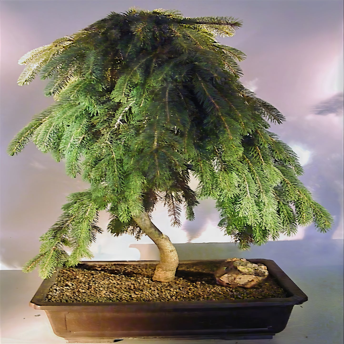 Himalayan Spruce bonsai tree in a pot with a cloudy sky background. (Picea smithiana)
