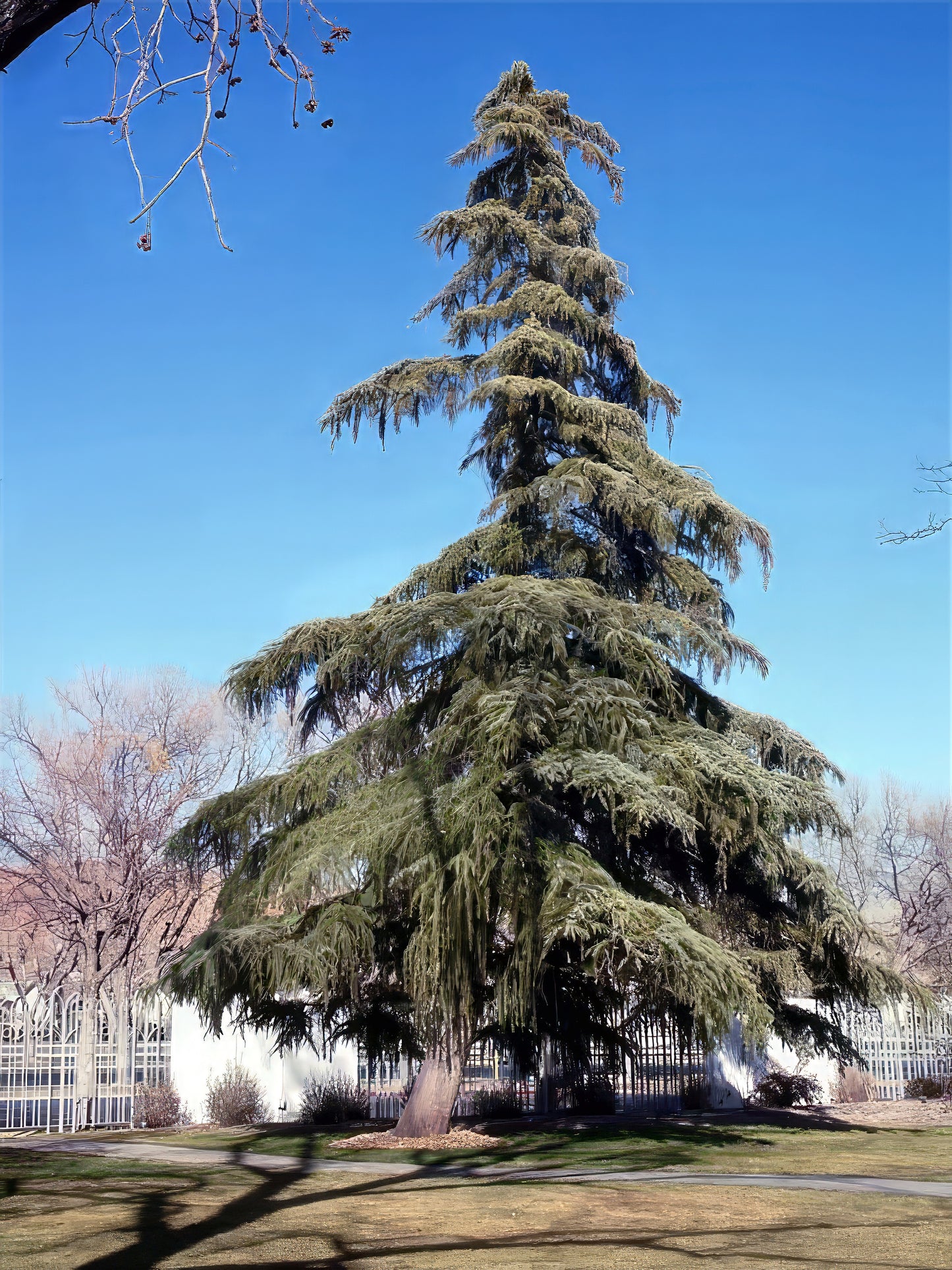 Tall evergreen Himalayan Spruce tree in a park setting with clear blue sky