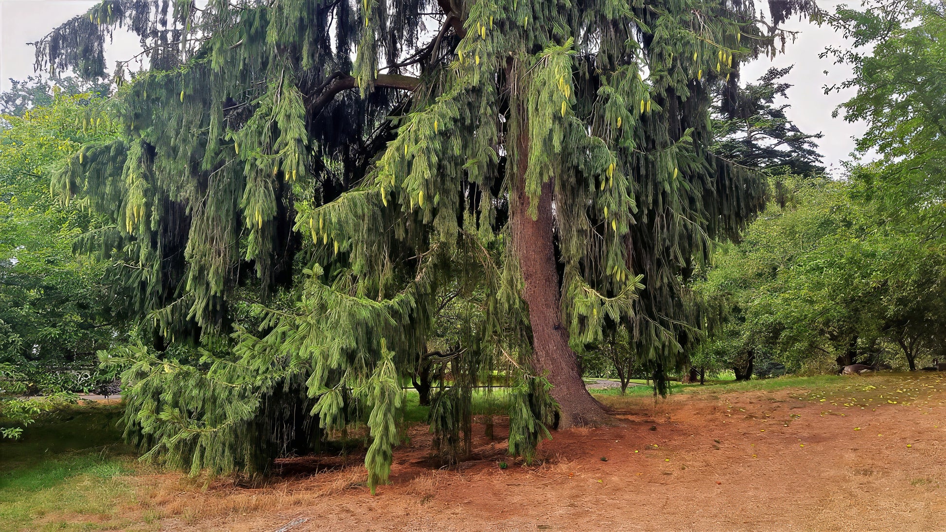Large evergreen Himalayan Spruce tree in a park setting with other trees in the background. (Picea smithiana)