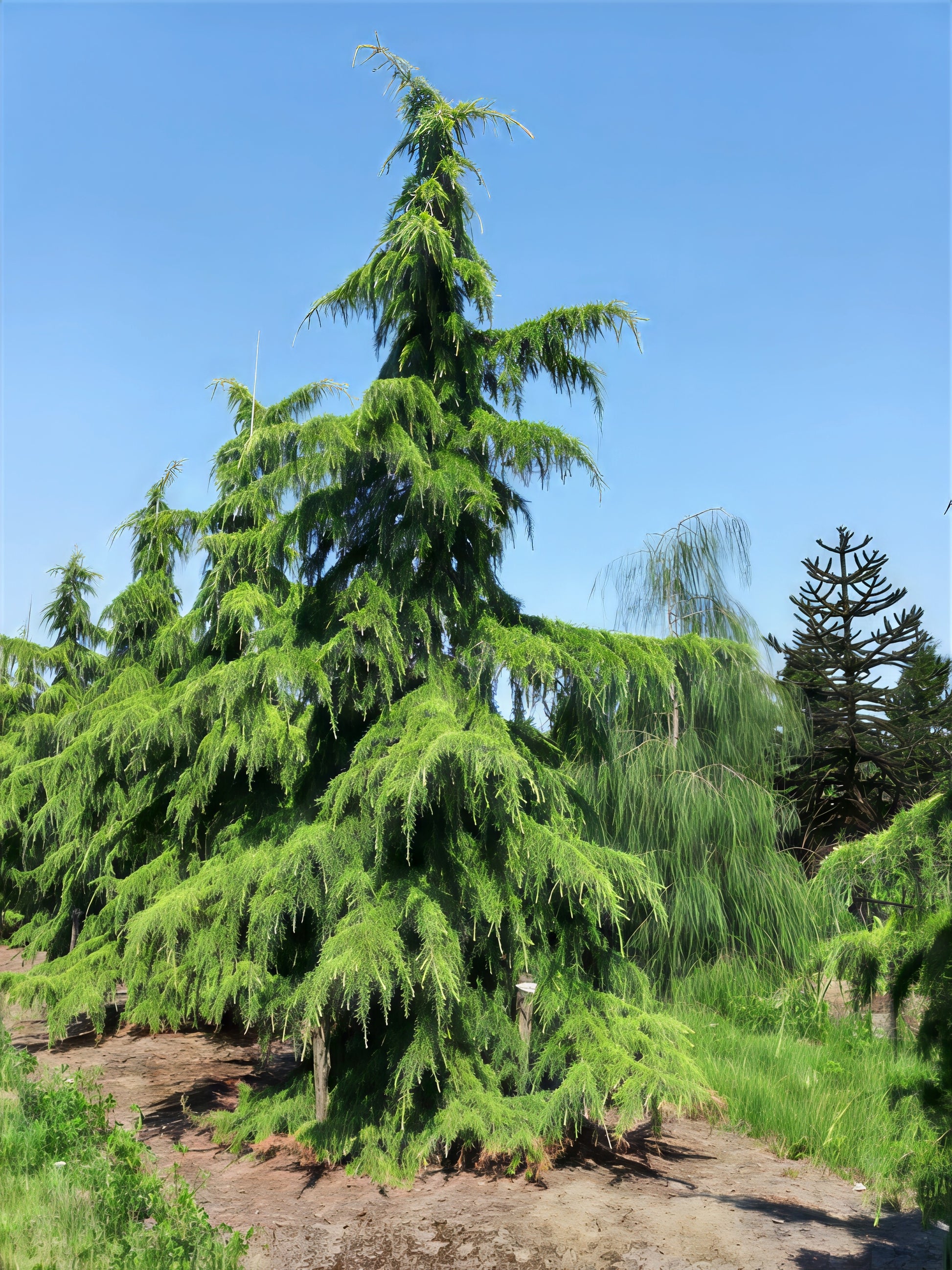 Tall evergreen Himalayan Spruce tree with a clear blue sky background