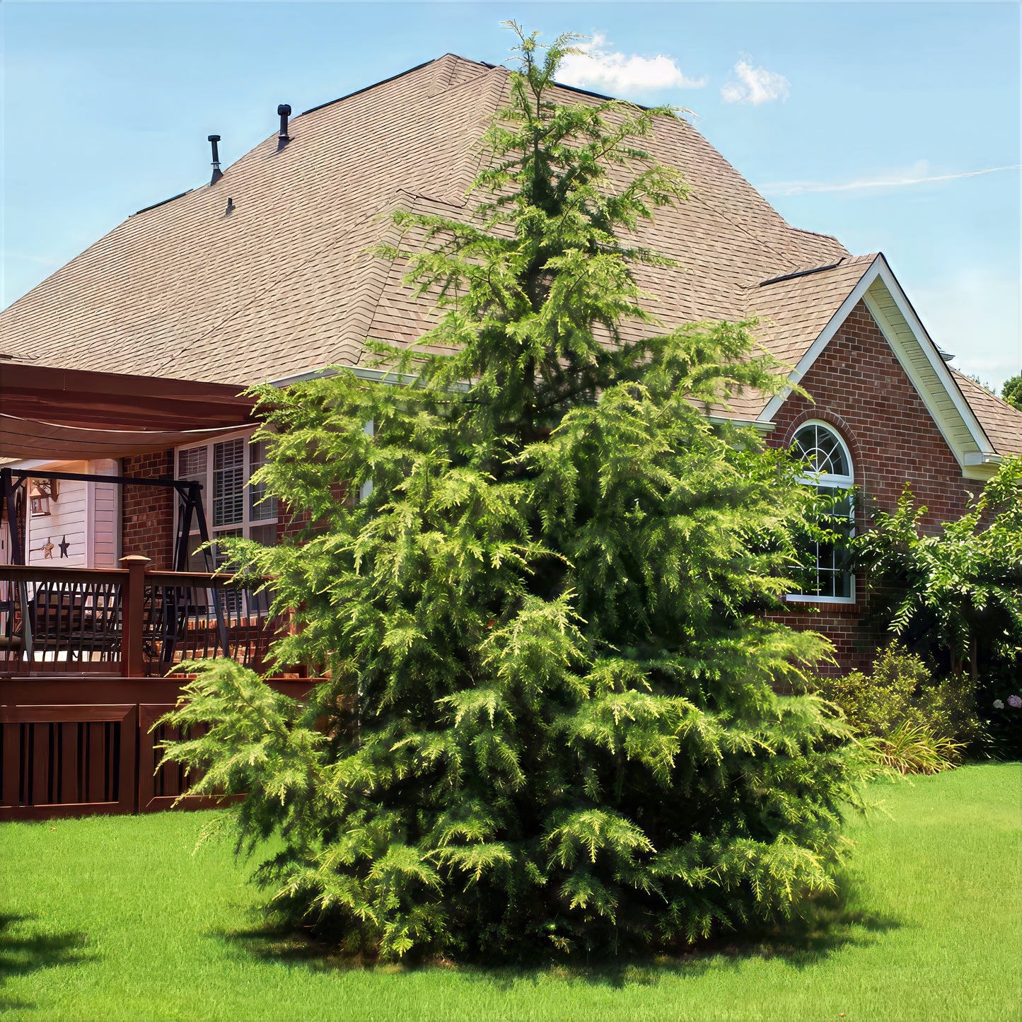 Large evergreen Himalayan Spruce tree in front of a house with a clear blue sky.