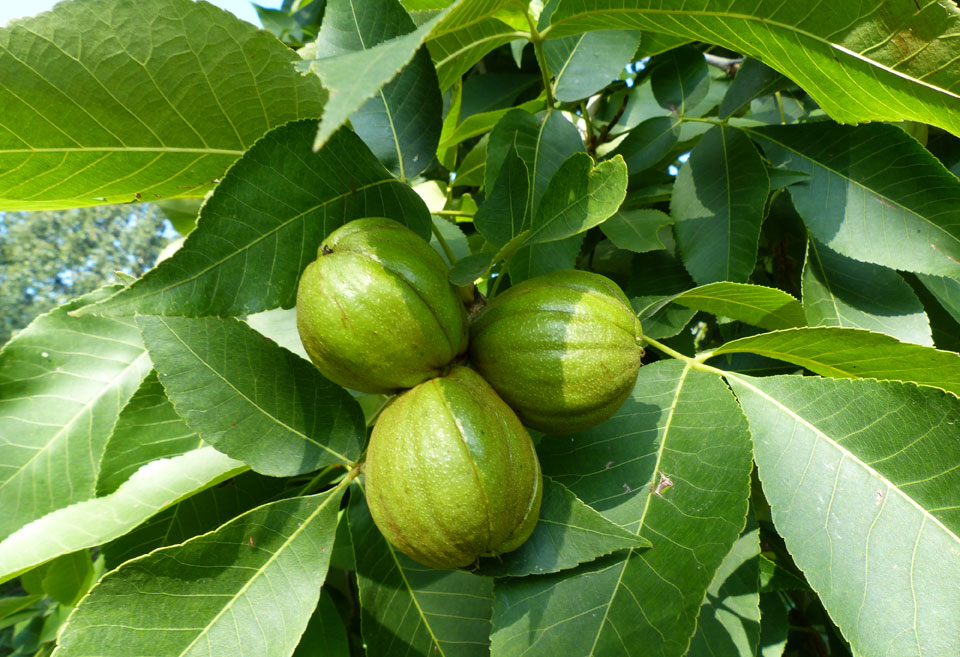 Three green Mockernut Hickory nuts growing on a tree branch, surrounded by large green leaves in a natural outdoor setting.