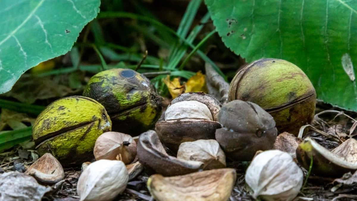 A close-up outdoor shot of whole and cracked Mockernut Hickory nuts scattered on the ground, surrounded by green leaves and natural earth tones. Carya tomentosa