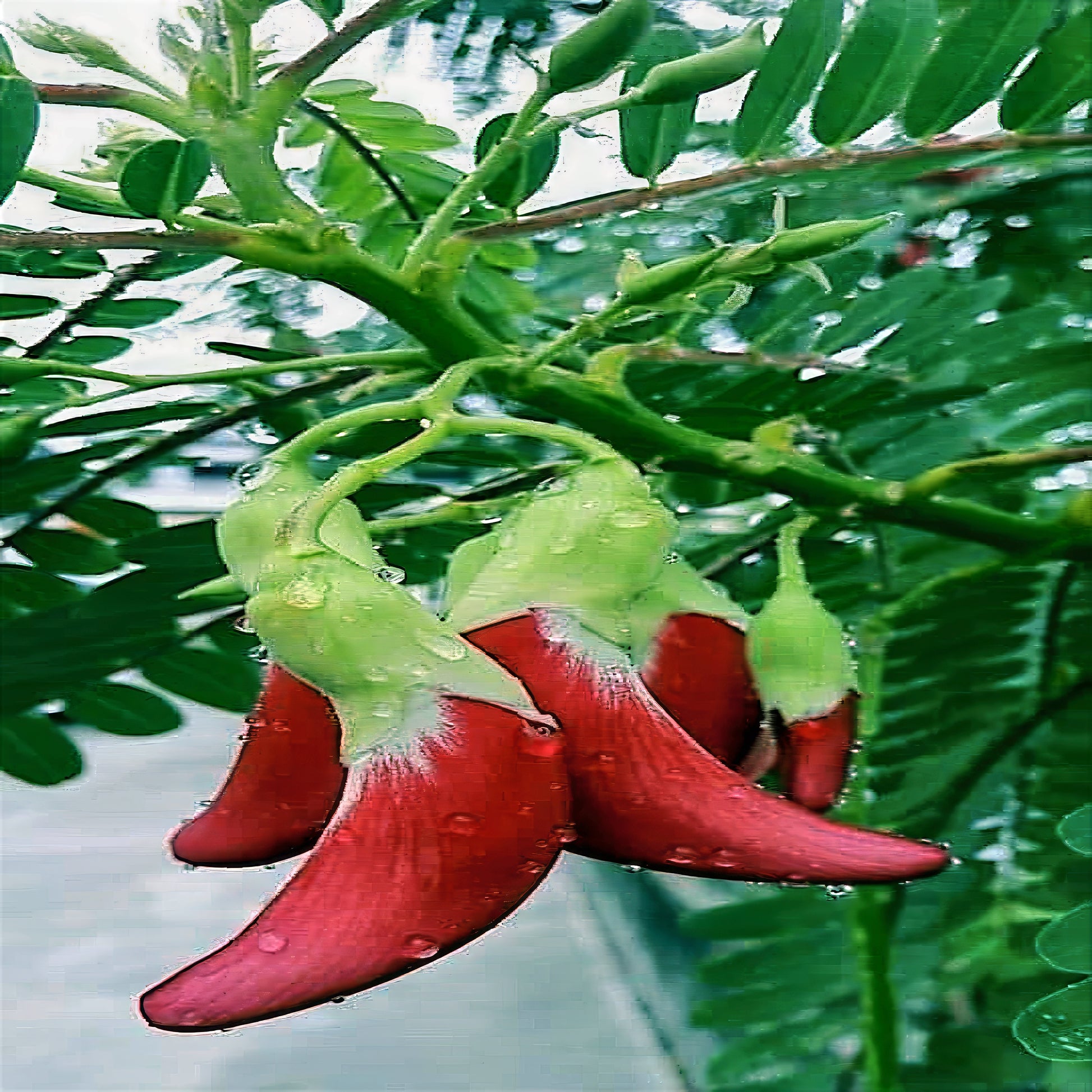 Red Hummingbird Tree flowers with green buds on a plant with a blurred background. (Sesbania grandiflora)