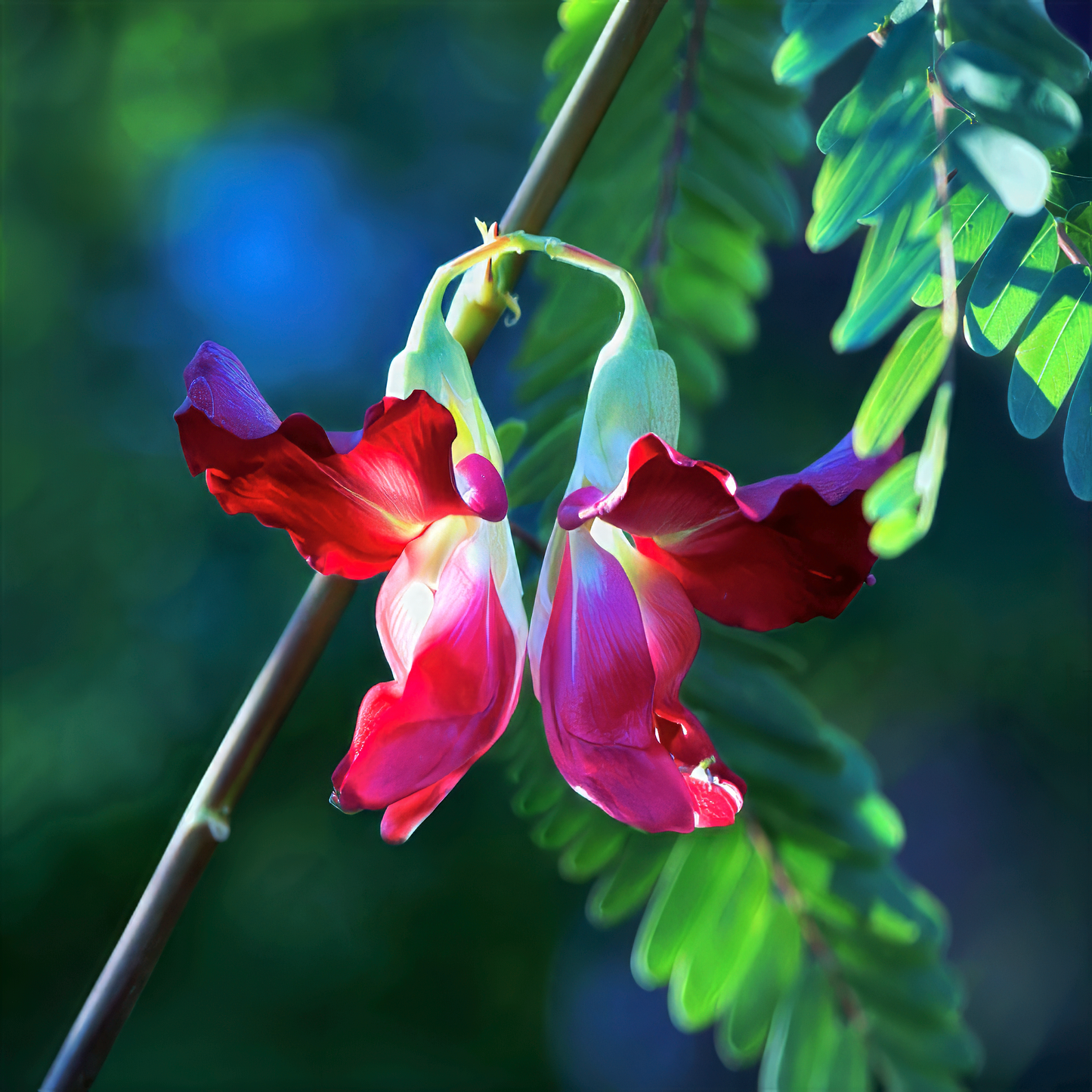 Close-up of a vibrant red Hummingbird Tree Agati flower with green leaves on a blurred natural background. (Sesbania grandiflora)