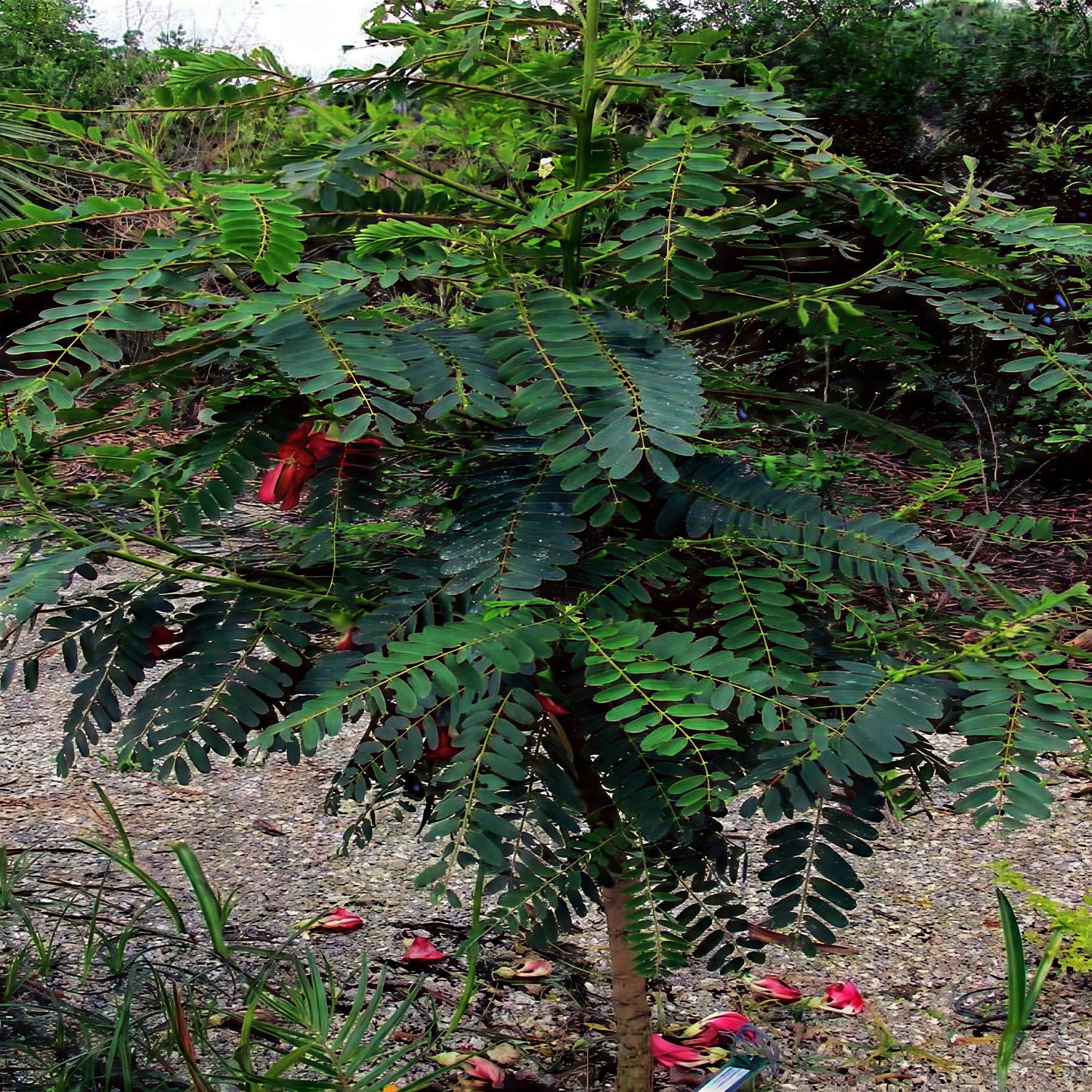 Hummingbird Tree with red flowers and green leaves on a forest floor