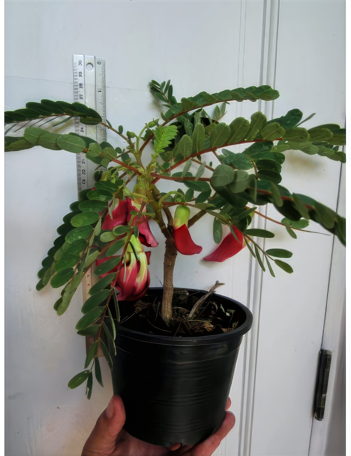 Potted Hummingbird tree plant with red flowers held by a hand against a white wall.