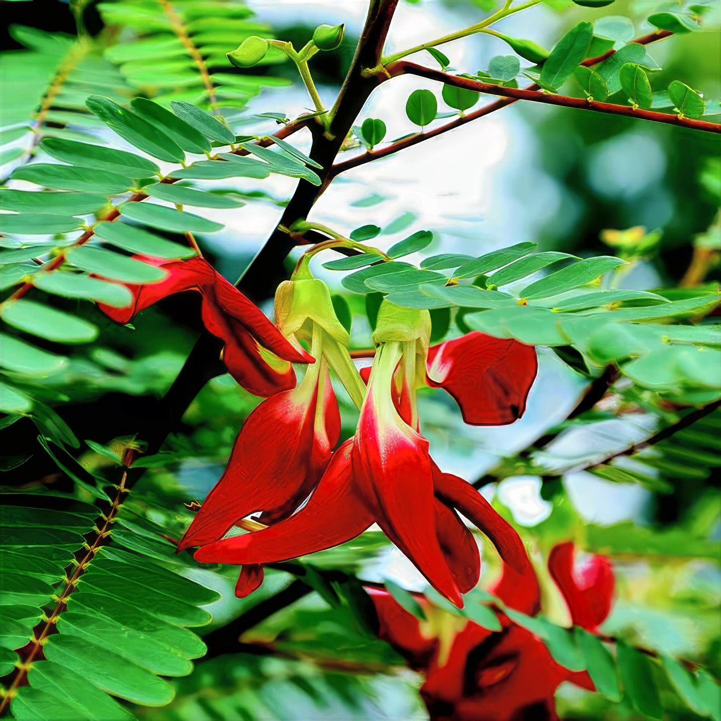 Hummingbird Tree Red Agati flowers with green leaves on a blurred natural background