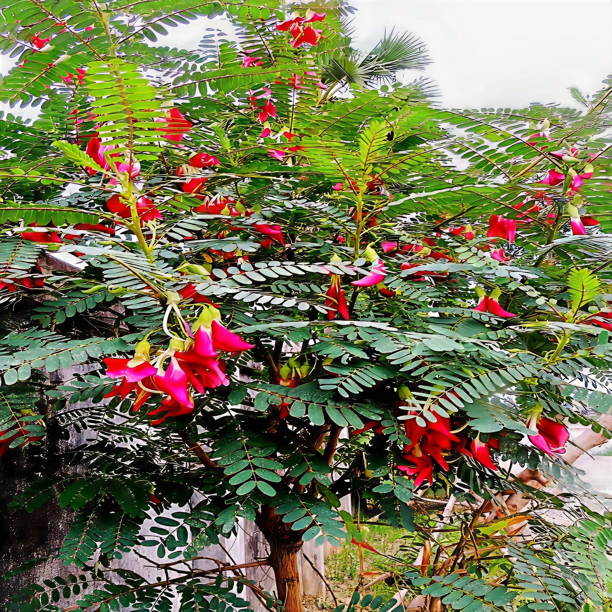 Hummingbird Tree with red and pink "Agati" flowers and green leaves. (Sesbania grandiflora)