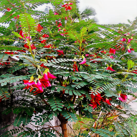 Hummingbird Tree with red and pink "Agati" flowers and green leaves. (Sesbania grandiflora)
