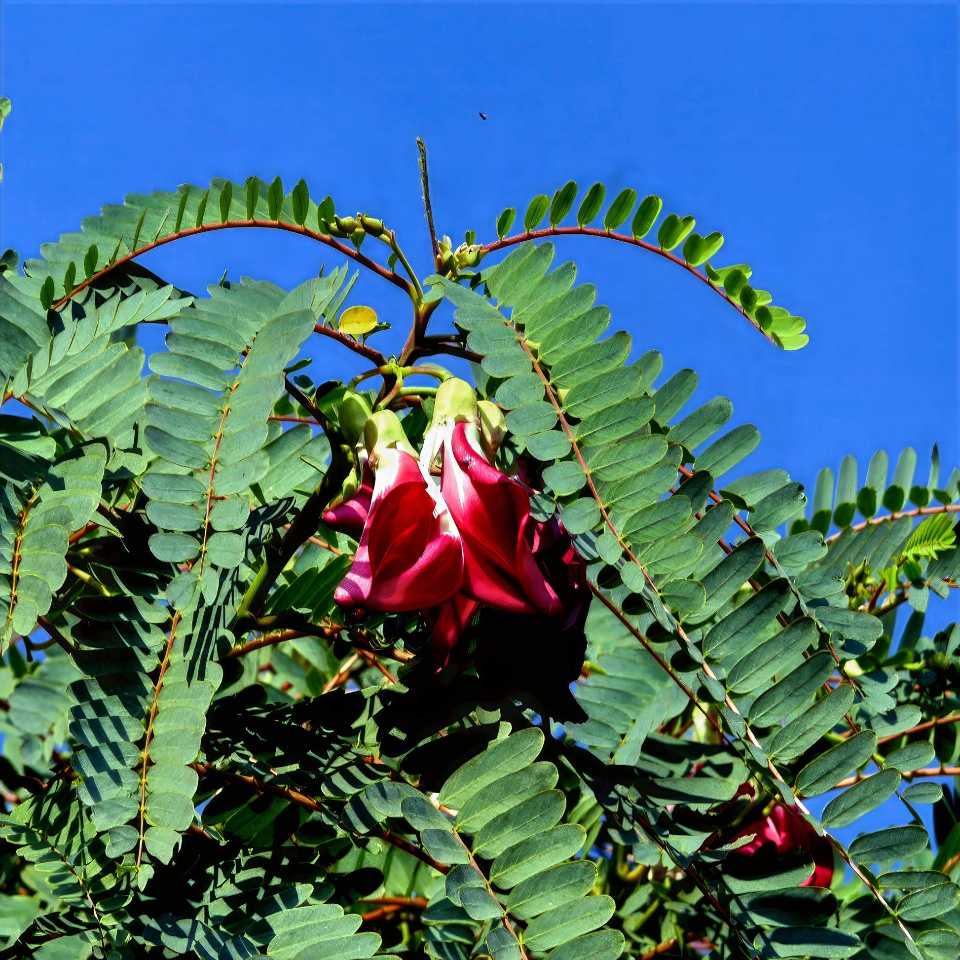 Red Hummingbird Tree Agati flower amidst green leaves against a clear blue sky