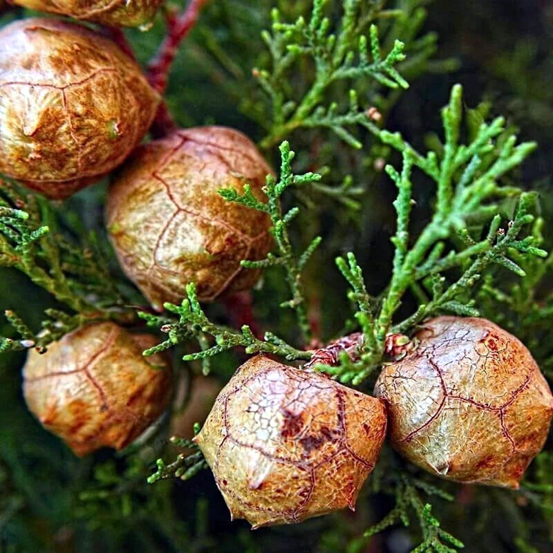 Brown seed cones on Italian Cypress tree branch with green needles. (Cupressus sempervirens ‘Stricta’)