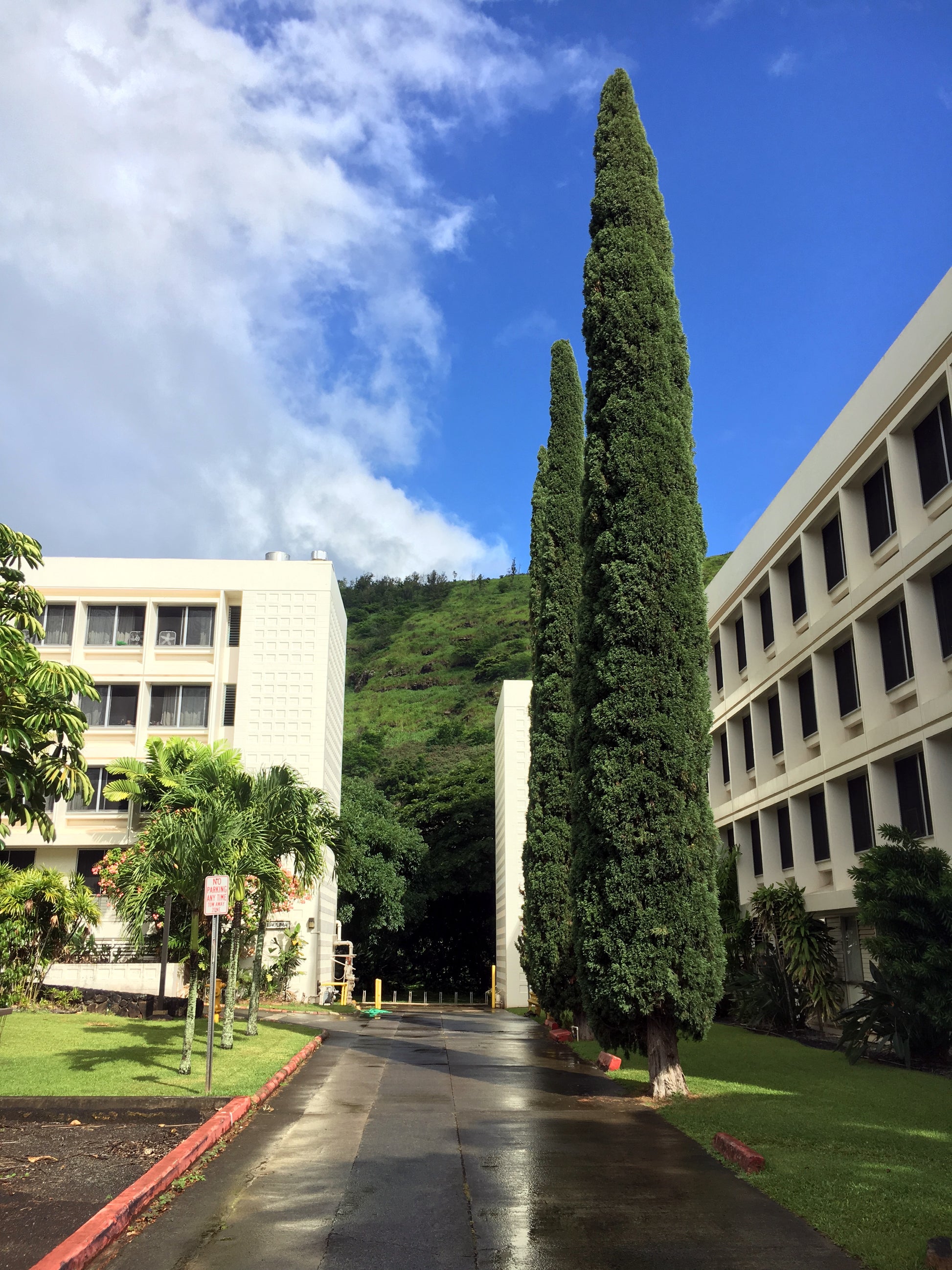 Two green Italian Cypress trees in front of building landscape with mountain in background. Cupressus sempervirens stricta