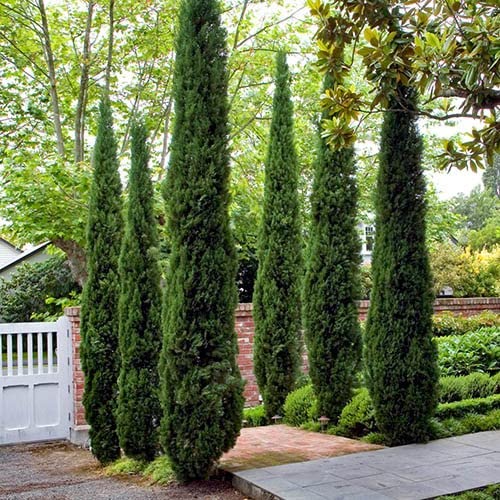 Italian Cypress trees in yard landscape bordering sidewalk. 