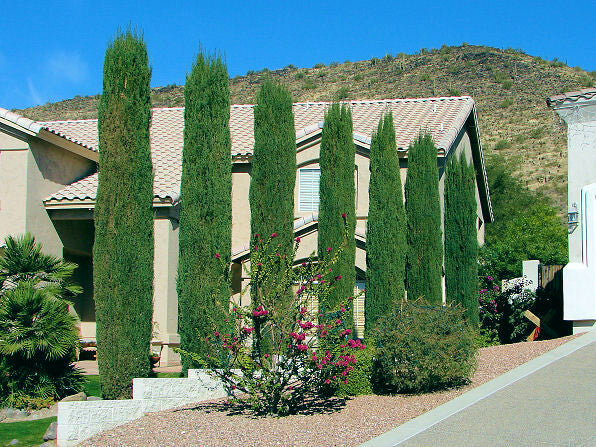 Green Italian Cypress trees lined in front  of house in arid landscape. Cupressus sempervirens stricta