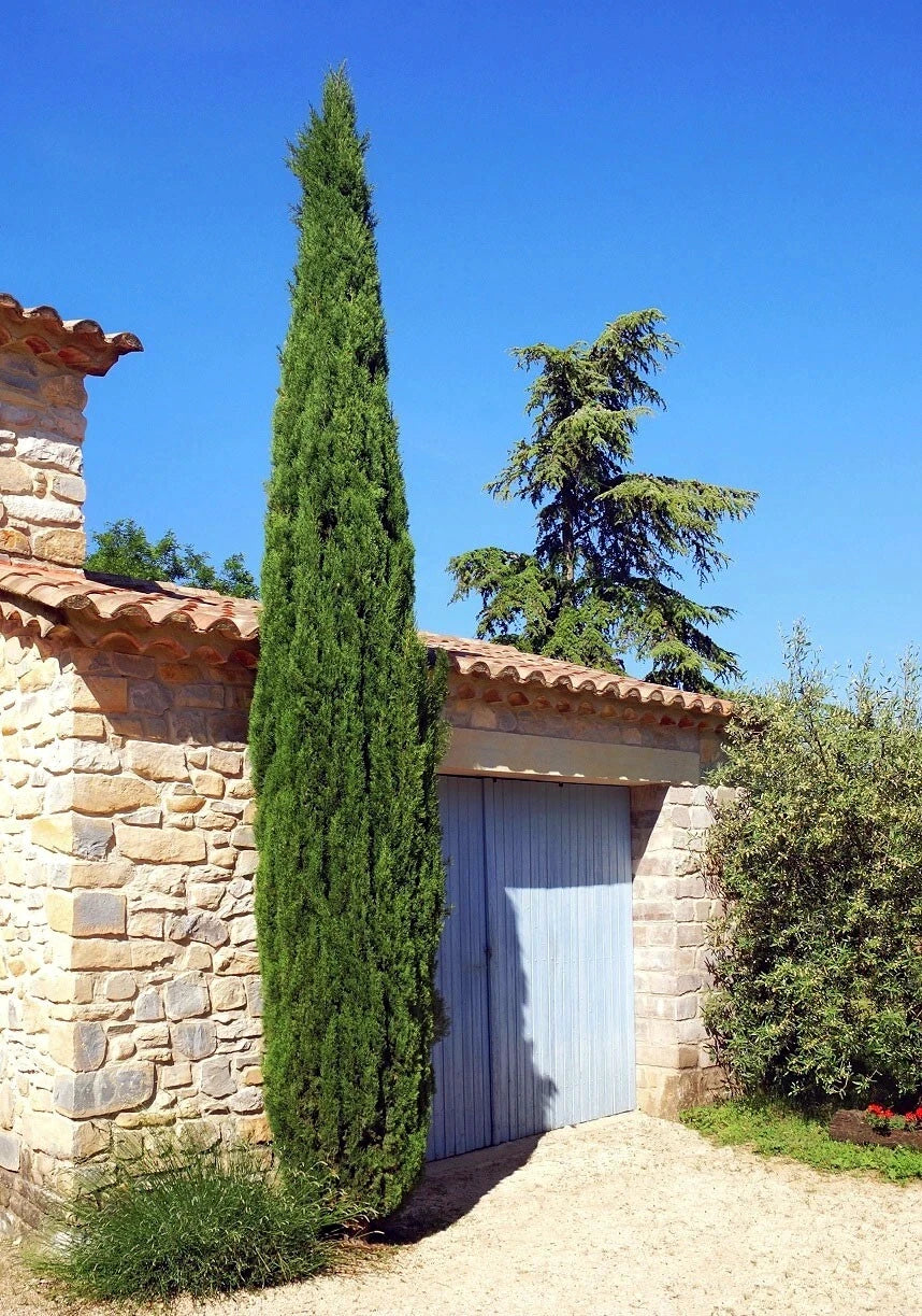 Columnar green Italian Cypress tree against rock wall house with blue sky background. (Cupressus sempervirens ‘Stricta’)
