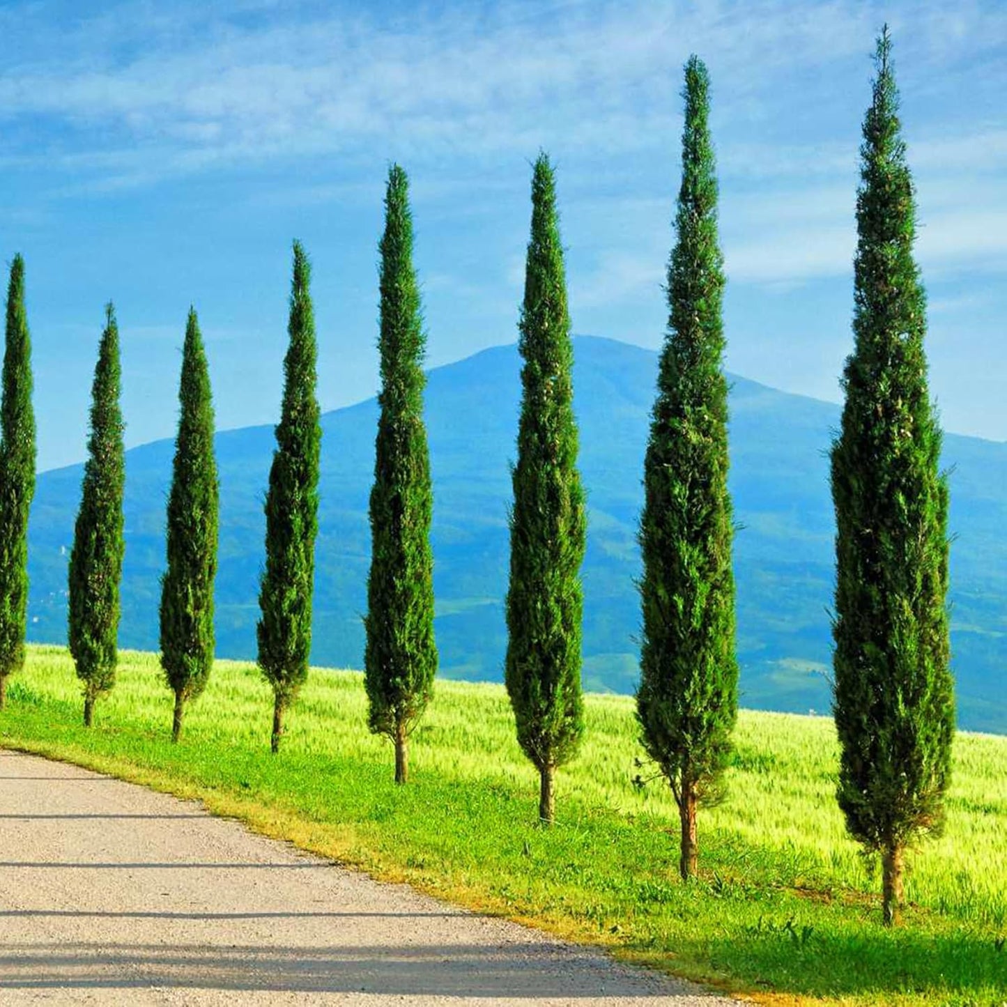 Italian Cypress trees bordering road landscape with mountain background. (Cupressus sempervirens ‘Stricta’)