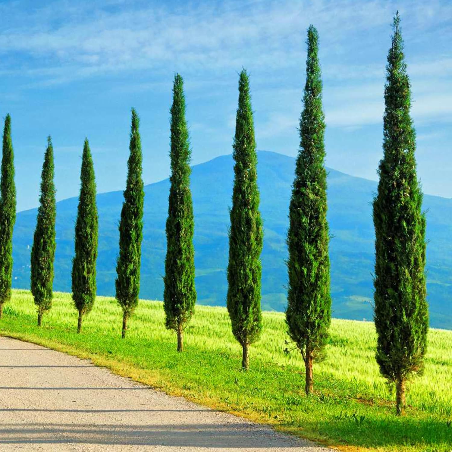 Italian Cypress trees bordering road landscape with mountain background. (Cupressus sempervirens ‘Stricta’)