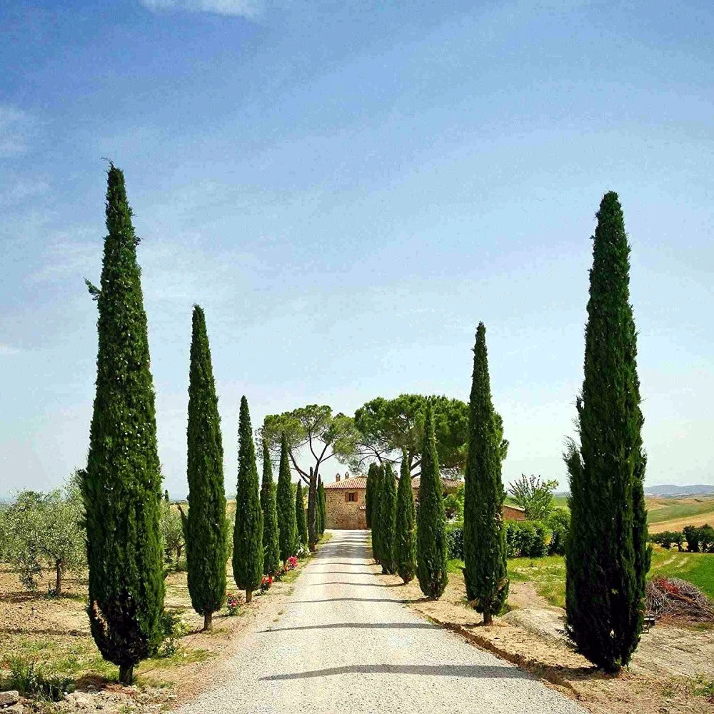Italian Cypress trees bordering driveway leading to large house. (Cupressus sempervirens ‘Stricta’)