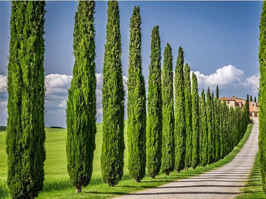 Italian Cypress trees bordering driveway leading to large house. 