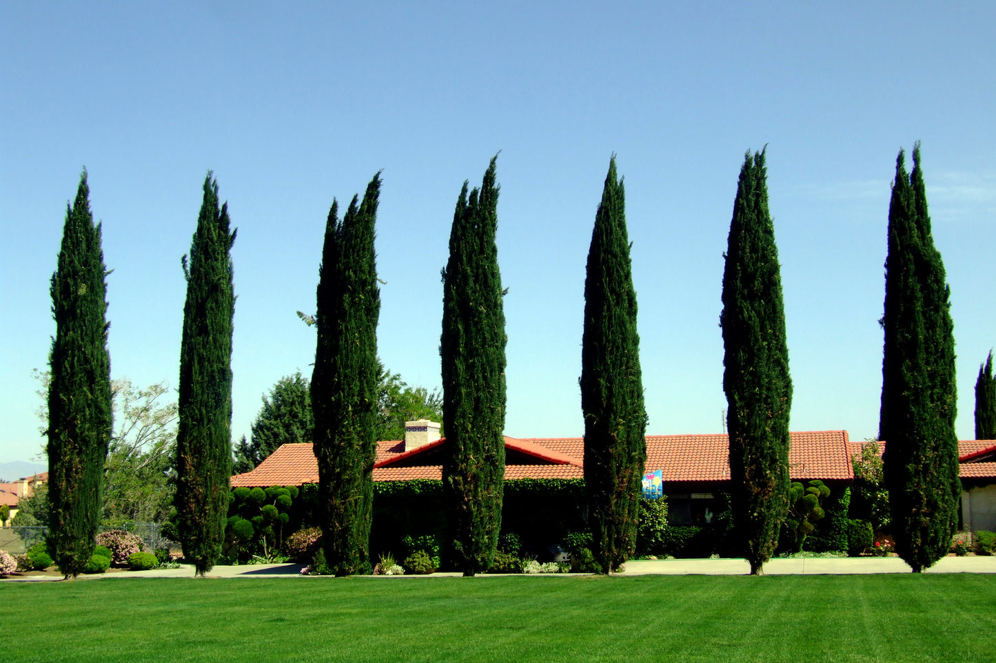 Italian Cypress trees lined across driveway in front of large house. 