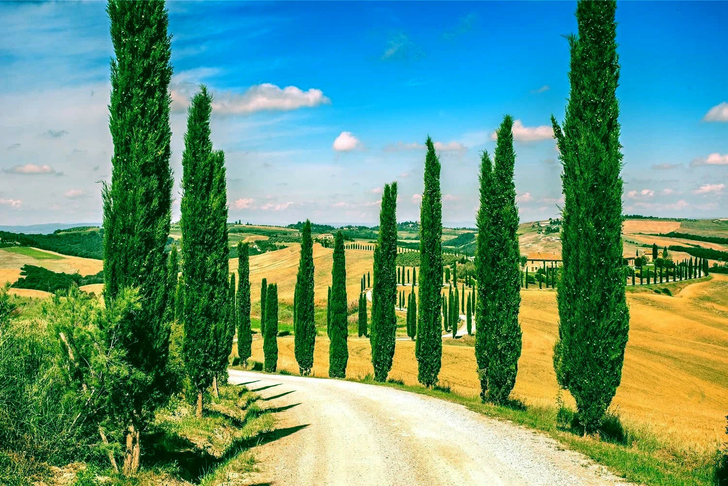 Italian Cypress trees bordering road in Mediterranean hillside landscape with blue sky background. Cupressus sempervirens stricta