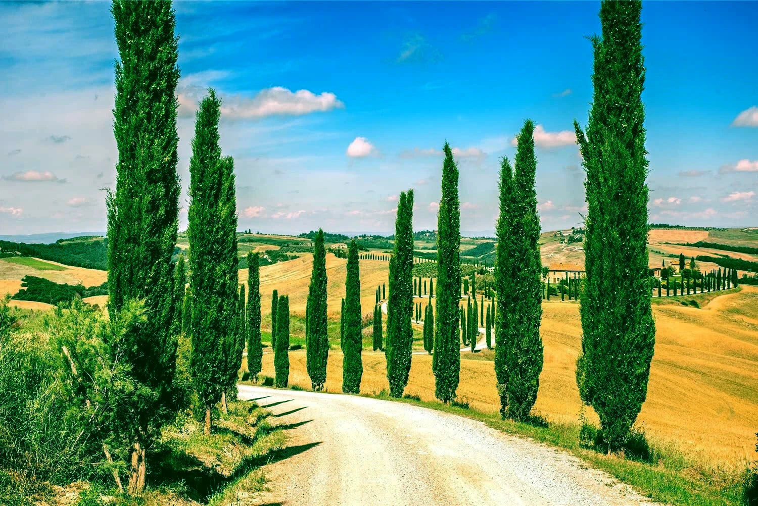 Italian Cypress trees bordering road in Mediterranean hillside landscape with blue sky background. Cupressus sempervirens stricta