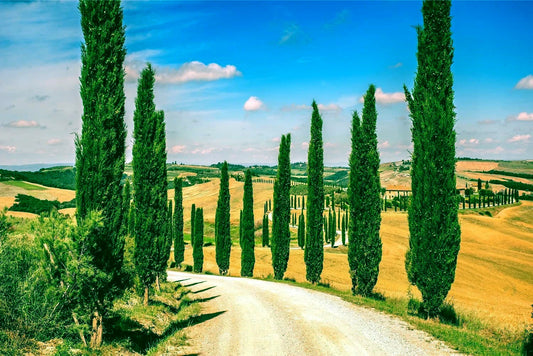 Italian Cypress trees bordering road in Mediterranean hillside landscape with blue sky background. Cupressus sempervirens stricta