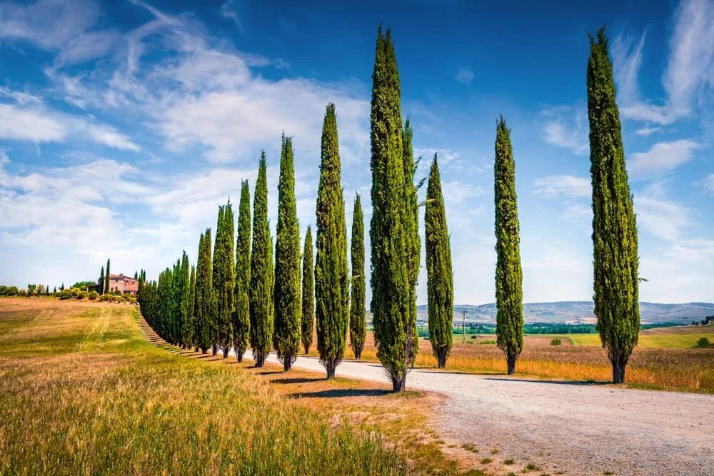 Italian Cypress trees bordering driveway to large house on hill. (Cupressus sempervirens ‘Stricta’)