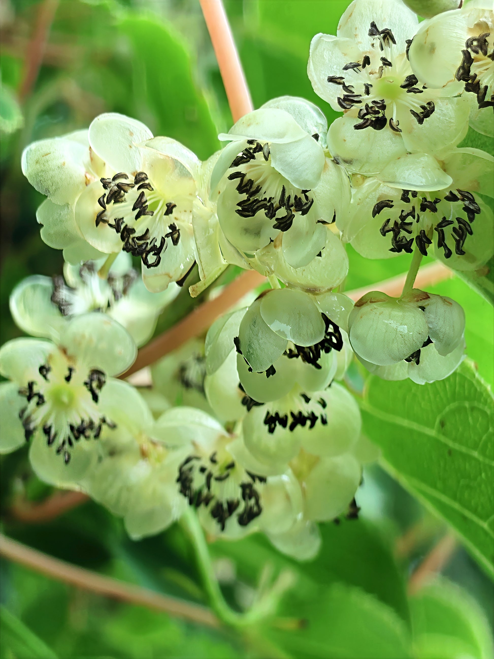 Close-up of white Issai Kiwi flowers with black spots on a green leafy background. Actinidia arguta