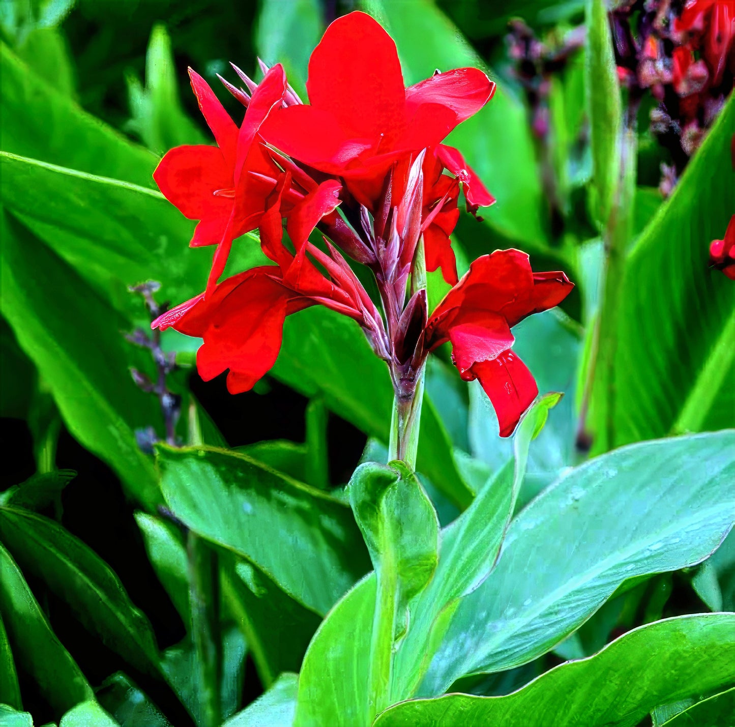Red canna lily indian shot plant flowers with green leaves in a garden setting