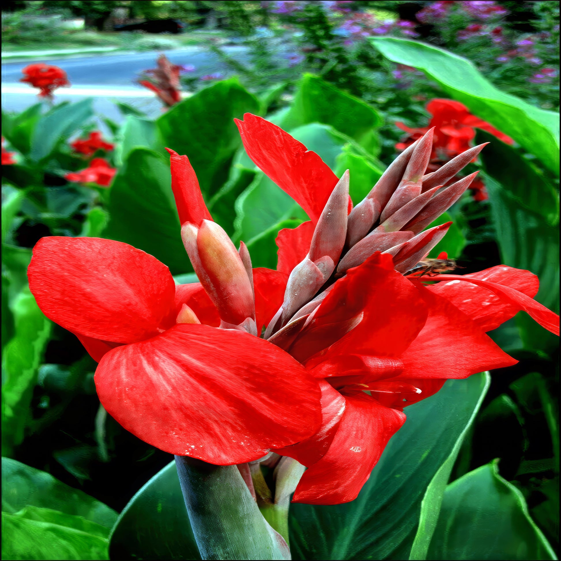 Red canna lily flower with green leaves in a garden setting
