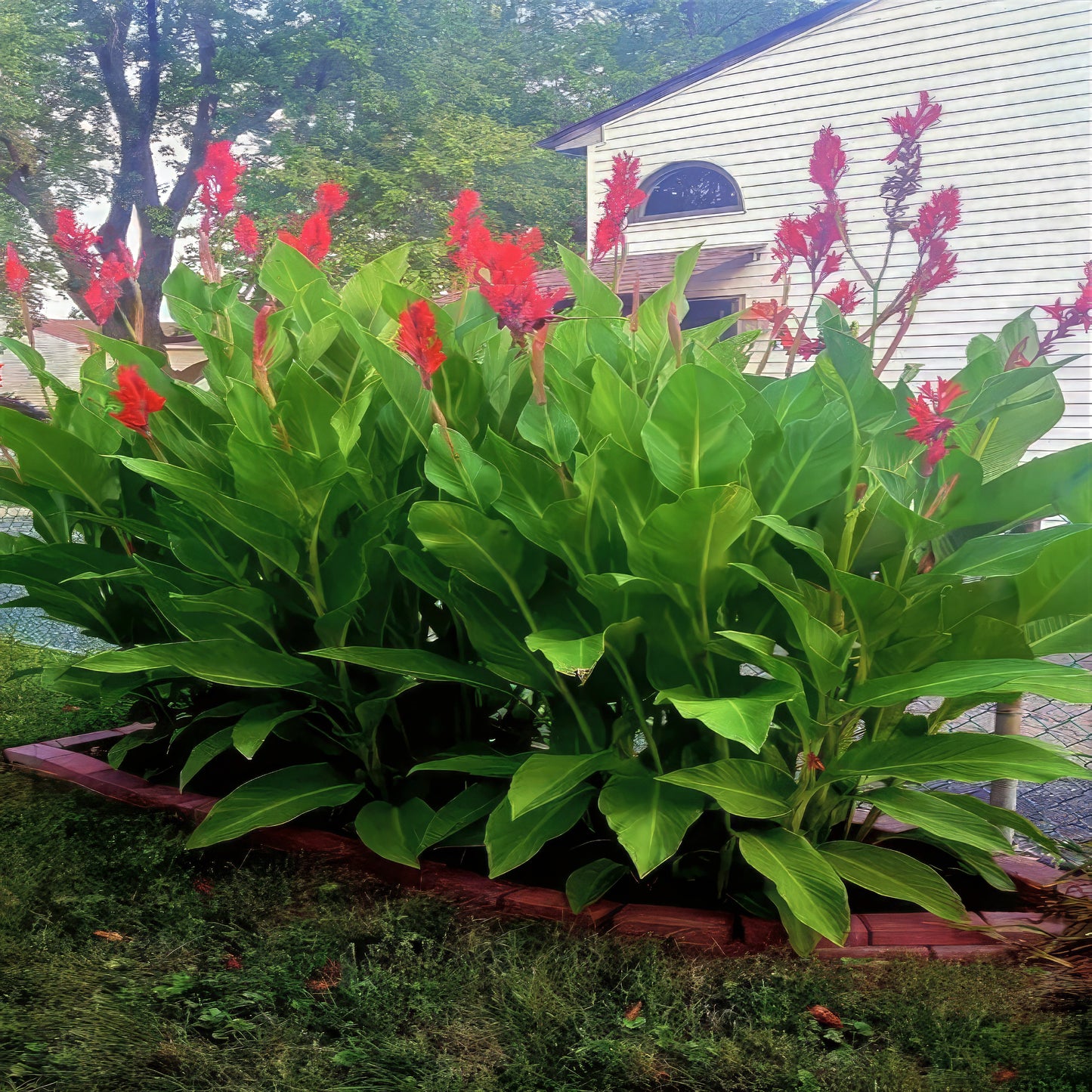 Garden with red canna lily flowers and green foliage in front of a house