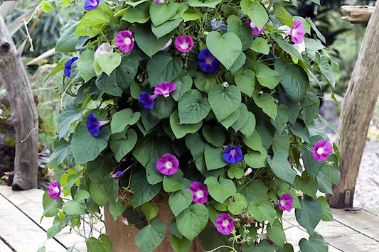 Potted plant with purple and blue Ipomea morning glory vine flowers on a wooden deck