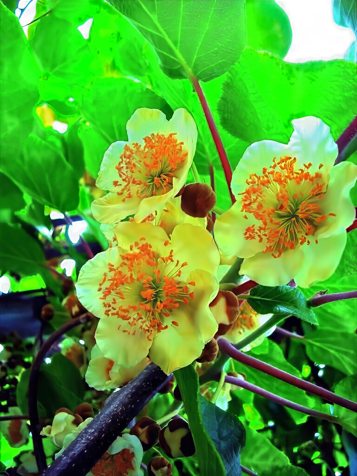 Flowering Issai kiwi plant with green leaves and yellow flowers. Actinidia arguta
