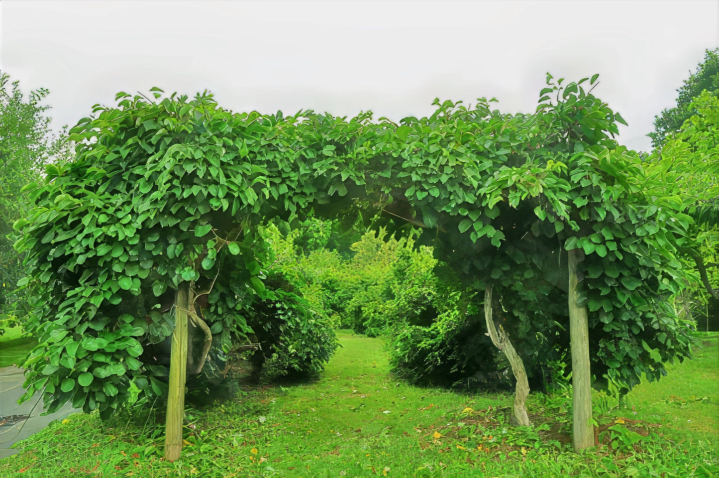 Issai Kiwi Vine-covered pergola in a garden setting with trees and grass. Actinidia arguta